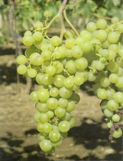 Sudové víno Silvánske zelené